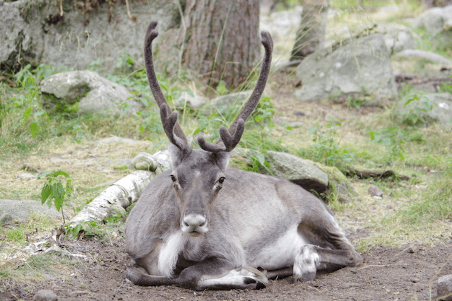 ranua-zoo-lapimaa-matkaauto