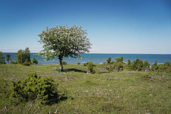 Saaremaa-Muhu-uugu-pank