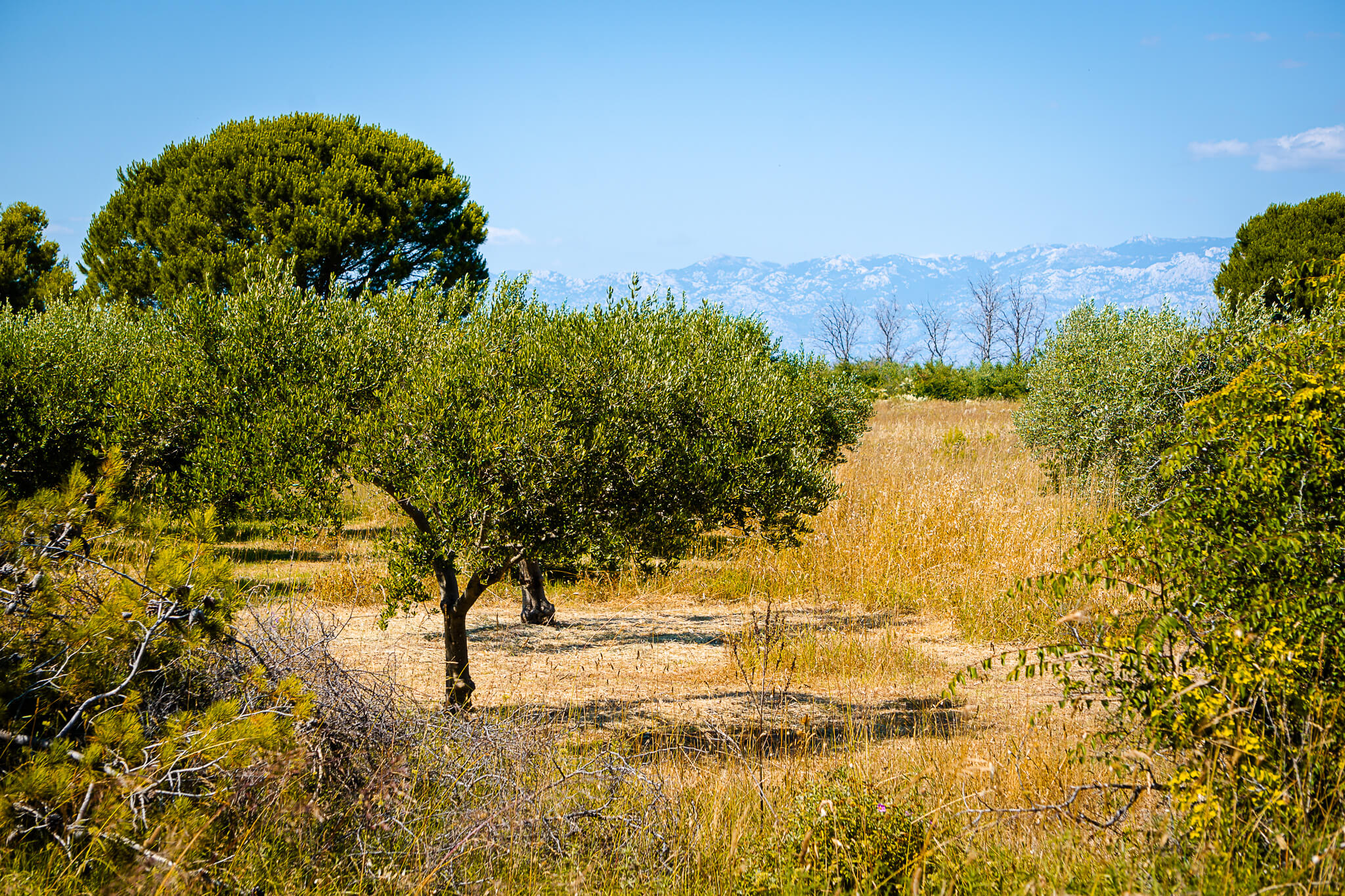 croatia-dalmatian